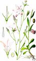 Spreading Bellflower - Campanula patula L.