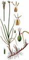 Obtuse Sedge - Carex obtusata Lilj.