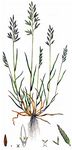 Aufrechtes Steifgras - Catapodium rigidum (L.) C. E. Hubb. 