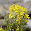 Watercress-Leaved Rocket - Erucastrum nasturtiifolium (Poir.) O. E. Schulz
