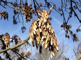 Ash - Fraxinus excelsior L.