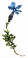 Bayerischer Enzian - Gentiana bavarica L.