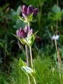 Ungarischer Enzian - Gentiana pannonica Scop.