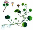 Marsh Pennywort - Hydrocotyle vulgaris L.