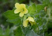 Henbane - Hyoscyamus niger L.