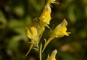 Ginsterblättriges Leinkraut - Linaria genistifolia (L.) Mill.