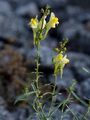 Gewöhnliches Leinkraut - Linaria vulgaris Mill.