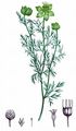 Black-Cumin - Nigella sativa L.
