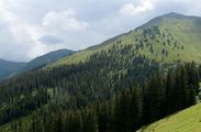 Gewöhnliche Fichte - Picea abies (L.) H. Karst.