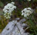 Burnet-Saxifrage - Pimpinella saxifraga L.