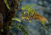 Polypody - Polypodium vulgare L.