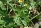 Vielblütiger Hahnenfuß - Ranunculus polyanthemos L.