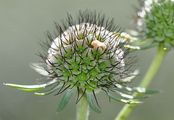 Gelbe Skabiose - Scabiosa ochroleuca L.