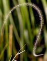 Golden Feather Grass - Stipa pulcherrima K. Koch