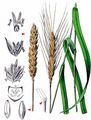 Bread Wheat - Triticum aestivum L.