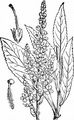 Mehlige Königskerze - Verbascum lychnitis L.