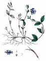 Lesser Periwinkle - Vinca minor L.