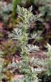 Pontischer Beifuß - Artemisia pontica L.