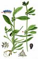 Madwort - Asperugo procumbens L.