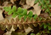 Rustyback - Asplenium ceterach L.