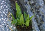 Hart's-Tongue - Asplenium scolopendrium L.