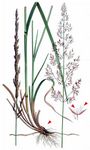 Moor-Reitgras - Calamagrostis neglecta (Ehrh.) G. Gaertn. & al. 