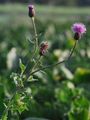 Acker-Kratzdistel - Cirsium arvense (L.) Scop.