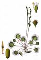 Round-Leaved Sundew - Drosera rotundifolia L.