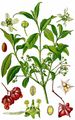 Spindle - Euonymus europaeus L.