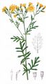 Raukenblättriges Greiskraut - Jacobaea erucifolia (L.) G. Gaertn. & al.