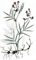 Berg-Platterbse - Lathyrus linifolius (Reichard) Bässler