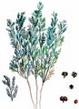 Lesser Swine-Cress - Lepidium didymum L.