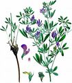 Lucerne - Medicago sativa L.