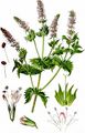 Spear Mint - Mentha spicata L.