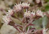 Alpine Butterbur - Petasites paradoxus (Retz.) Baumg.