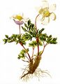 Alpine Anemone - Pulsatilla alpina (L.) Delarbre