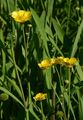 Zungen-Hahnenfuß - Ranunculus lingua L.