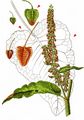 Scottish Dock - Rumex aquaticus L.