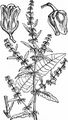 Knäuelblütiger Ampfer - Rumex conglomeratus Murray