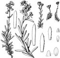 Saxifraga aizoides (Fetthennen-Steinbrech) aus Engler (1900f)