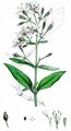Nottingham Catchfly - Silene nutans L.