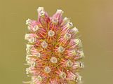 Southern Succisella - Succisella inflexa (Kluk) Beck
