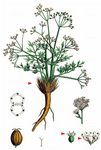 Blaugrüner Faserschirm - Trinia glauca (L.) Dumort. 
