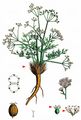 Honewort - Trinia glauca (L.) Dumort.