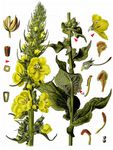Windblumen-Königskerze - Verbascum phlomoides L. 
