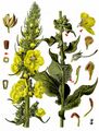 Orange Mullein - Verbascum phlomoides L.