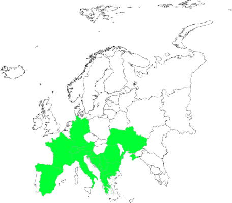 Trifolium pallescens