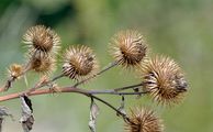 Große Klette - Arctium lappa L.