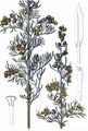 Strand-Beifuß - Artemisia maritima L.
