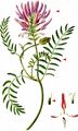  - Astragalus onobrychis L.